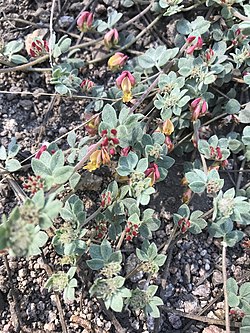 Acmispon decumbens var. davidsonii.jpg