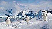 Thumbnail for File:Adelie penguins in the South Shetland Islands.jpg