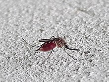 A. condolescens Aedes condolescens.jpg