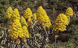 The conical compound inflorescence of Aeonium arboreum is a compound panicle composed of minor panicles, some of which are compound in their turn. Aeonium arboreum - Jardin Botanico Canario Viera y Clavijo - Gran Canaria - 03.jpg