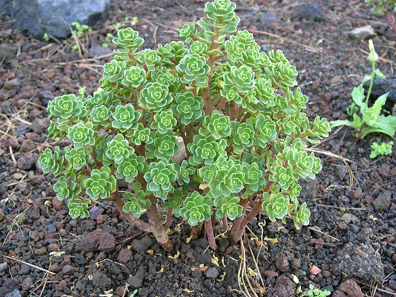 File:Aeonium spathulatum ssp spathulatum.JPG