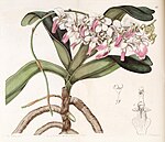 Aerides crispa or Aerides crispum - Edwards vol 28 (NS 5) pl 55 (1842).jpg