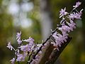 Aerides ringens