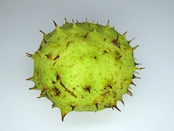 Aesculus hippocastanum fruit 4.jpg