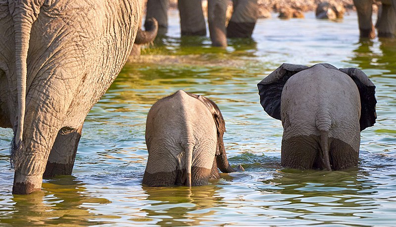 File:African Elephant Backsides 2019-07-25.jpg