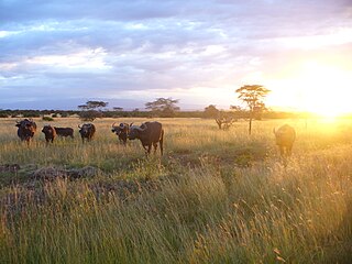 Wildlife of Kenya Kenyan Heritage