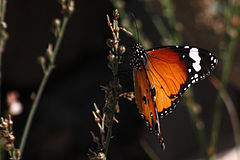 African monarch butterfly (Danaus chrysippus) in Zhighy Bay, Musandam Governorate