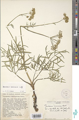 <i>Afrosciadium harmsianum</i> Species of flowering plant