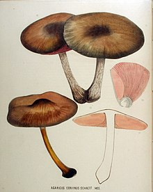 Agaricus cervinus — Flora Batava — Volume v18.jpg