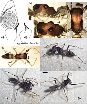 Описание изображения Agorioides cherubino (10.3897-zookeys.842.32970) Рисунки 42–50.jpg.