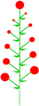Bunga majemuk terbatas pola akropetal.