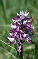 Helm-Knabenkraut (Orchis militaris)