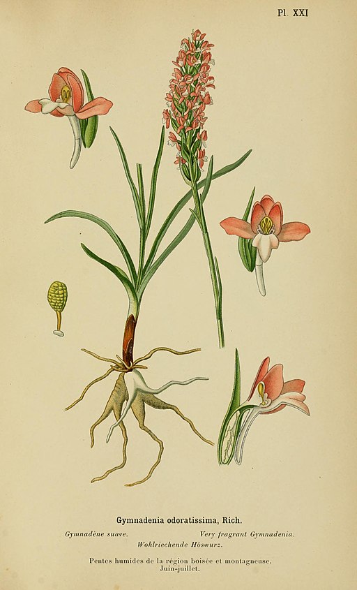 Album des orchidées de l'Europe centrale et septentrionale (1899) (17763111719)