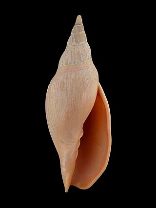 <i>Alcithoe wilsonae</i> Species of gastropod