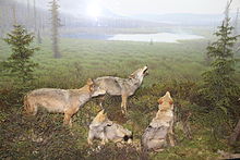 Algonquin Park bezoekerscentrum Wolves.jpg