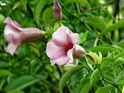 Allamanda blanchetii 1