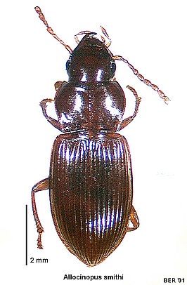 Allocinopus smithi