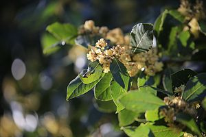 월계수(Laurus nobilis)