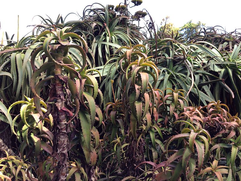 File:Aloe kedongensis (7812348902).jpg