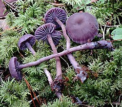 Ametüstrupik Laccaria amethystina