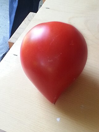 <span class="mw-page-title-main">Amish Paste</span> Plum tomato of Amish origins