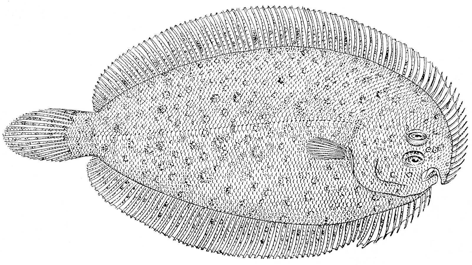 Донные рыбы. Плавник лучеперой рыбы. Curimatopsis Macrolepis. Рыба присева. Морская лучеперая рыба 6 букв