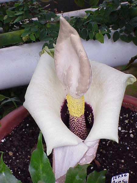 File:Amorphophallus paeonifolius0.jpg