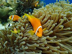 Amphiprion Nigripes in Vilamendhoo Maldives.jpg