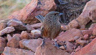 <span class="mw-page-title-main">Kalkadoon grasswren</span> Species of bird