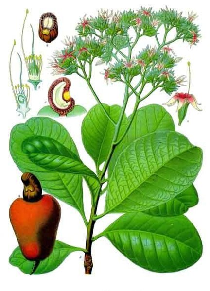 Botanical illustration