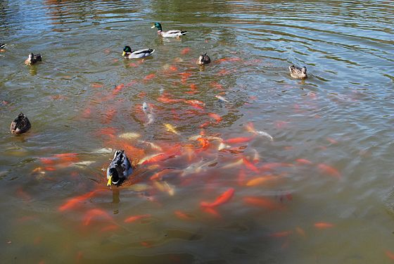 Anas platyrhynchos swimming with Koi