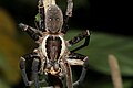 Männliche Riesenfischerspinne mit erbeuteter Echter Grille (Gryllidae sp.)