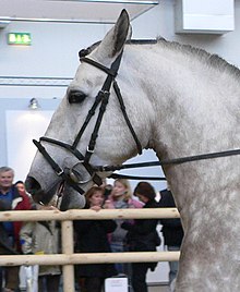 Andaluso - Wikipedia