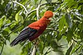 * Nomination Andean cock-of-the-rock (Rupicola peruvianus sanguinolentus) male --Charlesjsharp 19:31, 25 August 2023 (UTC) * Promotion  Support Good quality. --JoachimKohler-HB 04:44, 29 August 2023 (UTC)