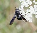 Vorschaubild für Senf-Blauschillersandbiene