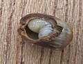 Artichoke gall cut open to reveal wasp larva
