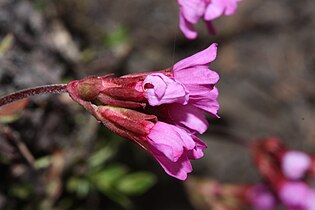 Douglasia laevigata, detail