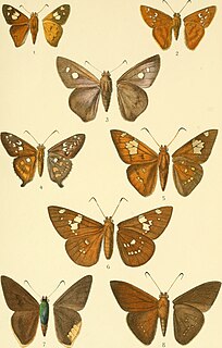 <i>Euriphellus</i> Genus of butterflies