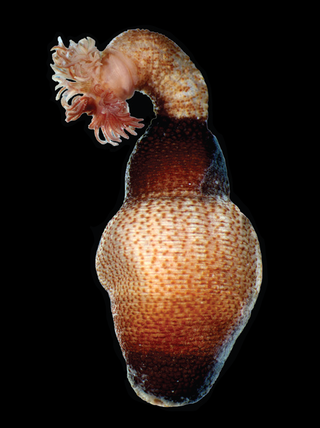 <i>Antillesoma</i>