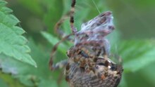 File:Araneus diadematus - mating behaviour - short.ogv