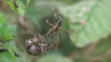 Archivo: Araneus diadematus - comportamiento de apareamiento - short.ogv