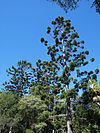 Araucaria cunninghamii Noosa National Park Queensland.jpg
