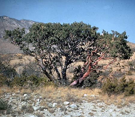 Arbutus xalapensis