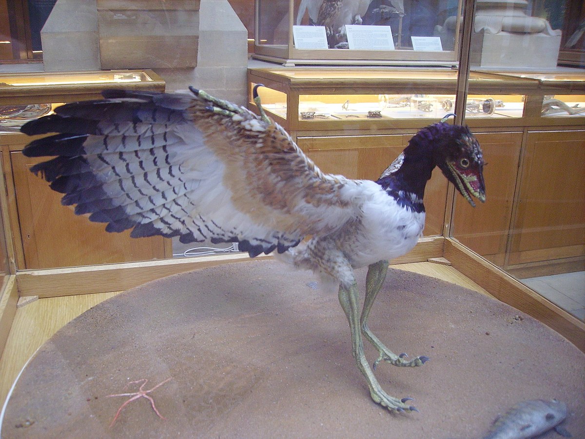Archaeopteryx lithographica.JPG