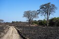 * Nomination Controlled area burn of grassland, Kafue Nat'l Park, Zambia --Tagooty 01:53, 22 July 2023 (UTC) * Promotion  Support Good quality -- Johann Jaritz 04:31, 22 July 2023 (UTC)