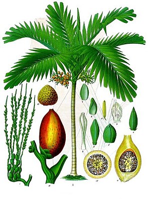 19th century drawing of the Areca palm and its nut.