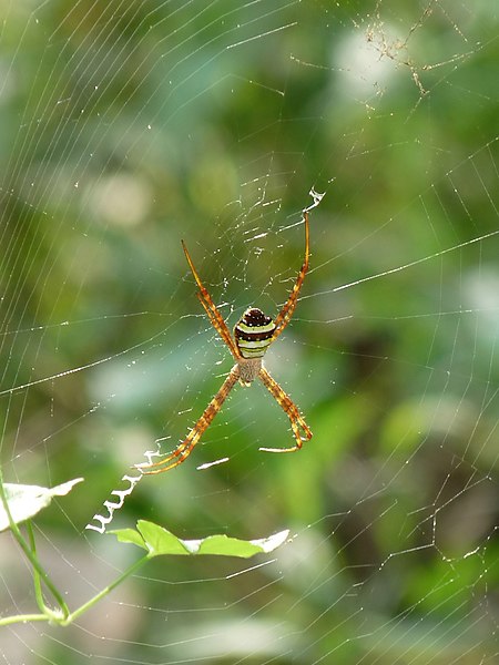 File:Argiope anasuja at Kadavoor.jpg