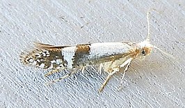 Argyresthia inscriptella