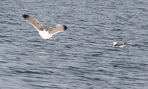 Armeense meeuwen op het Sevan .meer