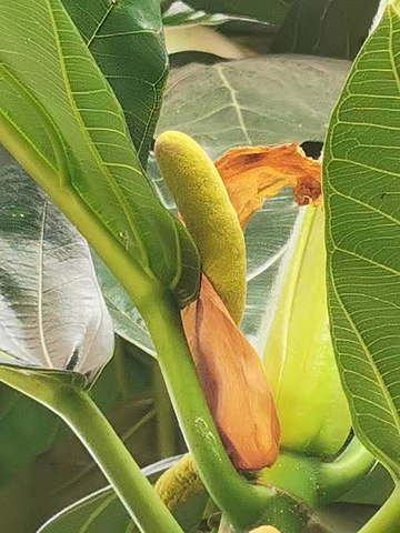 الأزهار المذكرة لشجرة فاكهة الخبر (breadfruit) 